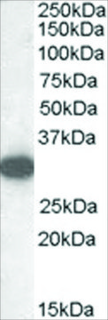 Anti-Monoglyceride lipase antibody produced in goat affinity isolated antibody, buffered aqueous solution