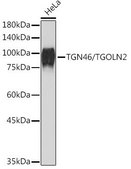Anti-TGN46/TGOLN2 antibody produced in rabbit