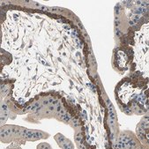 Anti-TNFRSF12A antibody produced in rabbit Prestige Antibodies® Powered by Atlas Antibodies, affinity isolated antibody, buffered aqueous glycerol solution