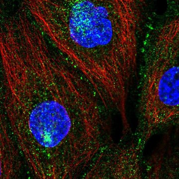 Anti-PATJ antibody produced in rabbit Prestige Antibodies&#174; Powered by Atlas Antibodies, affinity isolated antibody