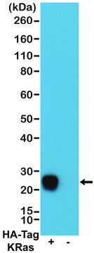 Anti-HA-Tag Chimeric antibody, Human Monoclonal recombinant, expressed in HEK 293 cells, clone RMH02, purified immunoglobulin