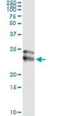 Monoclonal Anti-FGF21 antibody produced in mouse clone 1A8, purified immunoglobulin, buffered aqueous solution
