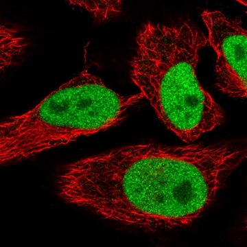 抗-SPIN1 兔抗 Prestige Antibodies&#174; Powered by Atlas Antibodies, affinity isolated antibody