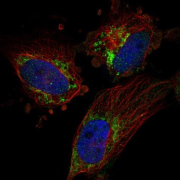 Anti-TFB2M antibody produced in rabbit Prestige Antibodies&#174; Powered by Atlas Antibodies, affinity isolated antibody