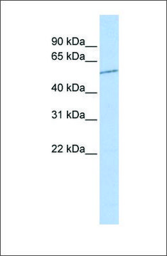 Anti-SLC39A7 antibody produced in rabbit affinity isolated antibody