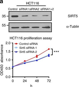 抗 SIRT5 兔抗 Prestige Antibodies&#174; Powered by Atlas Antibodies, affinity isolated antibody, buffered aqueous glycerol solution, Ab2