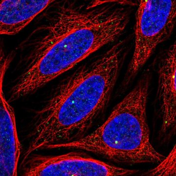 Anti-CEP164 antibody produced in rabbit Prestige Antibodies&#174; Powered by Atlas Antibodies, affinity isolated antibody