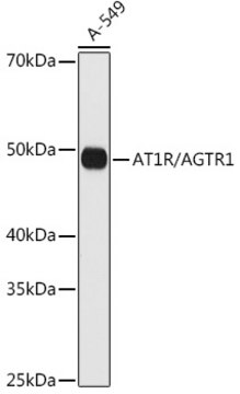 Anti-AT1R/AGTR1 Antibody, clone 8W6G0, Rabbit Monoclonal