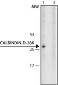 Anti-Calbindin-D-28K antibody, Mouse monoclonal clone CB-955, purified from hybridoma cell culture
