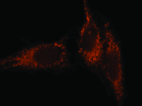 Anti-Rab27 (N-terminal) antibody produced in rabbit ~1.5&#160;mg/mL, affinity isolated antibody, buffered aqueous solution