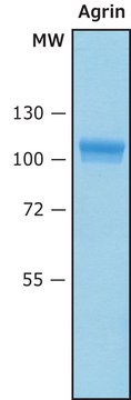 Agrin Human Recombinant, cell culture tested, expressed in HEK 293 cells