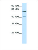Anti-POLDIP3 antibody produced in rabbit affinity isolated antibody