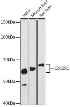 Anti-Cdc25C Antibody, clone 6R0I6, Rabbit Monoclonal