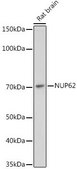 Anti-NUP62 antibody produced in rabbit