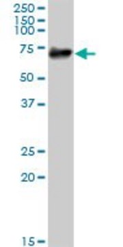 Anti-PTGS1 antibody produced in mouse purified immunoglobulin, buffered aqueous solution