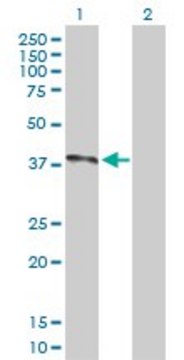 Anti-NOV antibody produced in rabbit purified immunoglobulin, buffered aqueous solution