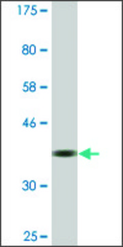 Monoclonal Anti-RBM14 antibody produced in mouse clone 4E1, ascites fluid