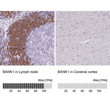 Anti-BANK1 antibody produced in rabbit Prestige Antibodies&#174; Powered by Atlas Antibodies, affinity isolated antibody, buffered aqueous glycerol solution