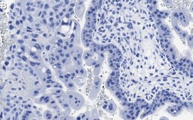 Anti-cGAS Antibody, clone 1B5 ZooMAb® Rabbit Monoclonal recombinant, expressed in HEK 293 cells