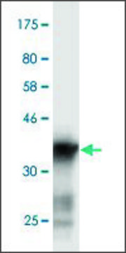 Monoclonal Anti-SCN3A antibody produced in mouse clone 2F8, purified immunoglobulin, buffered aqueous solution