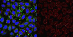 Anti-Oct-1 Antibody, clone YL15, Ascites Free clone YL15, from mouse