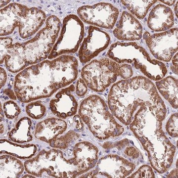 Anti-KCNH3 antibody produced in rabbit Prestige Antibodies&#174; Powered by Atlas Antibodies, affinity isolated antibody, buffered aqueous glycerol solution