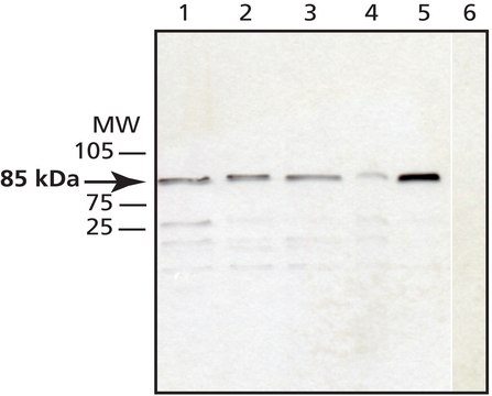 Anti-Cullin-1 兔抗 affinity isolated antibody, buffered aqueous solution