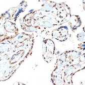 Anti-PSMA2 antibody produced in rabbit