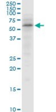 Anti-SNX4 antibody produced in mouse purified immunoglobulin, buffered aqueous solution