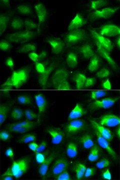 Anti-SNAP25 antibody produced in rabbit