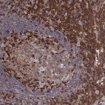 Anti-PILRA antibody produced in rabbit Prestige Antibodies&#174; Powered by Atlas Antibodies, affinity isolated antibody