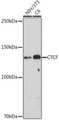 Anti- CTCF antibody produced in rabbit