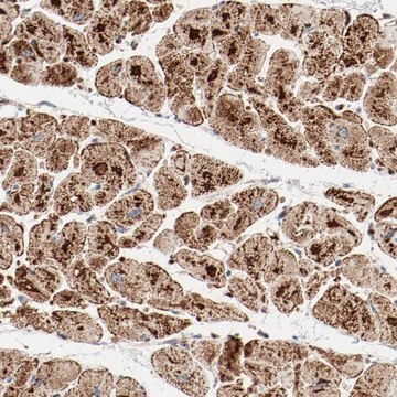 Anti-NDUFB8 antibody produced in rabbit Prestige Antibodies&#174; Powered by Atlas Antibodies, affinity isolated antibody, buffered aqueous glycerol solution