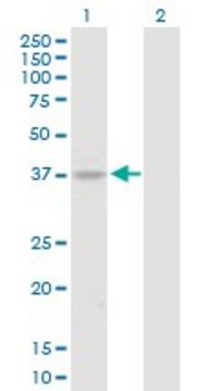 Anti-HOXA7 antibody produced in rabbit purified immunoglobulin, buffered aqueous solution