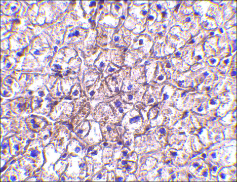 Anti-IFN-&#946; antibody produced in rabbit affinity isolated antibody, buffered aqueous solution