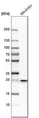 Anti-HSD17B10 antibody produced in rabbit Prestige Antibodies® Powered by Atlas Antibodies, affinity isolated antibody, buffered aqueous glycerol solution