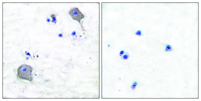 Anti-Claudin 5, C-Terminal antibody produced in rabbit affinity isolated antibody