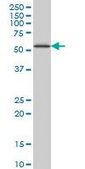 ANTI-ZNF207 antibody produced in mouse clone 8G7, purified immunoglobulin, buffered aqueous solution