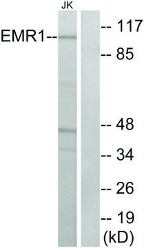 Anti-EMR1 antibody produced in rabbit affinity isolated antibody