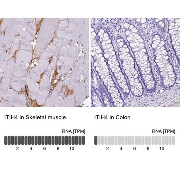 Anti-ITIH4 antibody produced in rabbit Ab2, Prestige Antibodies&#174; Powered by Atlas Antibodies, affinity isolated antibody, buffered aqueous glycerol solution