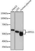 Anti-APOL1 antibody produced in rabbit