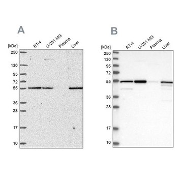 Anti-PMPCA antibody produced in rabbit Prestige Antibodies&#174; Powered by Atlas Antibodies, affinity isolated antibody