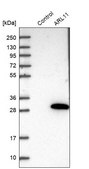 Anti-ARL11 antibody produced in rabbit Prestige Antibodies® Powered by Atlas Antibodies, affinity isolated antibody, buffered aqueous glycerol solution