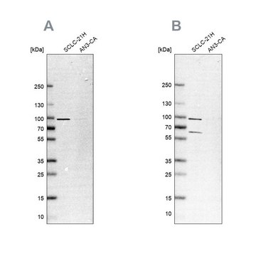 Anti-PNPT1 antibody produced in rabbit Prestige Antibodies&#174; Powered by Atlas Antibodies, affinity isolated antibody, buffered aqueous glycerol solution