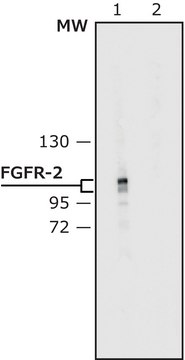 Anti-Fibroblast Growth Factor Receptor-2, Extracellular antibody produced in rabbit affinity isolated antibody, buffered aqueous solution