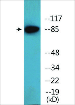 Anti-phospho-ATRIP (pSer224) antibody produced in rabbit affinity isolated antibody