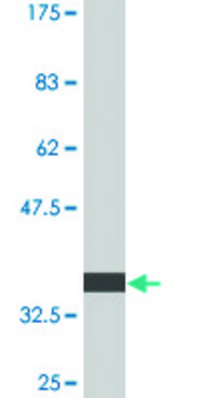 Monoclonal Anti-PIK3R4 antibody produced in mouse clone 2A6, purified immunoglobulin, buffered aqueous solution