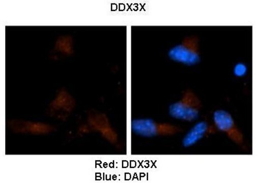 Anti-DDX3X, (N-terminal) antibody produced in rabbit affinity isolated antibody