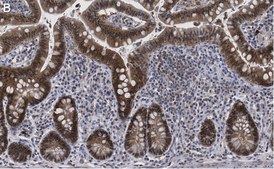Anti-Caspase-1 (p20) Antibody, clone 2G4 , ZooMAb® Rabbit Monoclonal recombinant, expressed in HEK 293 cells