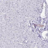 Anti-GPBAR1 antibody produced in rabbit Prestige Antibodies® Powered by Atlas Antibodies, affinity isolated antibody, buffered aqueous glycerol solution
